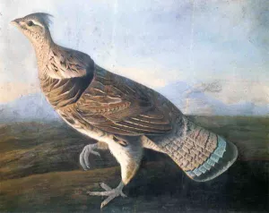 Ruffed Grouse painting by John James Audubon