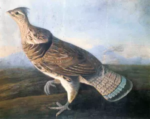 Ruffed Grouse Oil painting by John James Audubon