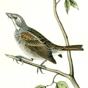 Spiza Townsendi by John James Audubon Oil Painting