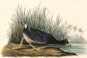 The American Coot