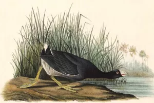 The American Coot by John James Audubon - Oil Painting Reproduction
