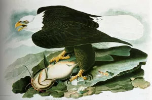 The Bald-Headed Eagle From Birds Of America Oil painting by John James Audubon