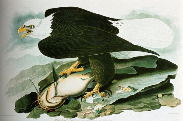 The Bald-Headed Eagle From Birds Of America