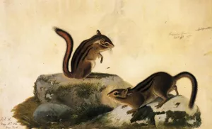 Two Ground Squirrels by John James Audubon - Oil Painting Reproduction