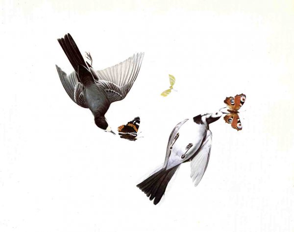Main Product Photo of Wagtails Painting by John James Audubon