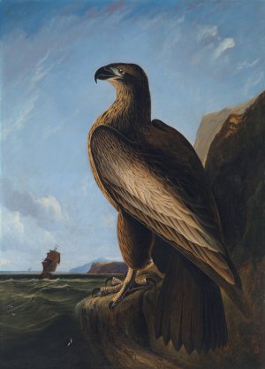 Washington Sea Eagle by John James Audubon Oil Painting