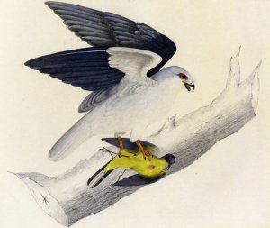 White-Tailed Kite