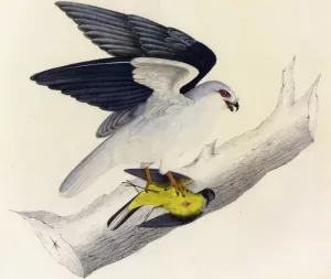 White-Tailed Kite painting by John James Audubon
