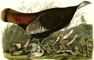 Wild Turkey painting by John James Audubon