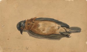 Dead Bird by John La Farge Oil Painting