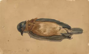Dead Bird by John La Farge Oil Painting