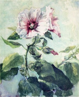 Study of Pink Hollyhock in Sunlight, From Nature