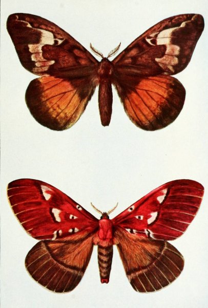 Moths  by John Merton Aldrich - Hand-Painted Oil Painting Reproduction