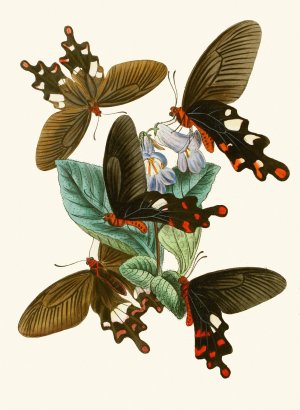 The cabinet of oriental entomology I by John Obadiah Westwood Oil Painting