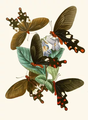 The cabinet of oriental entomology I Oil painting by John Obadiah Westwood
