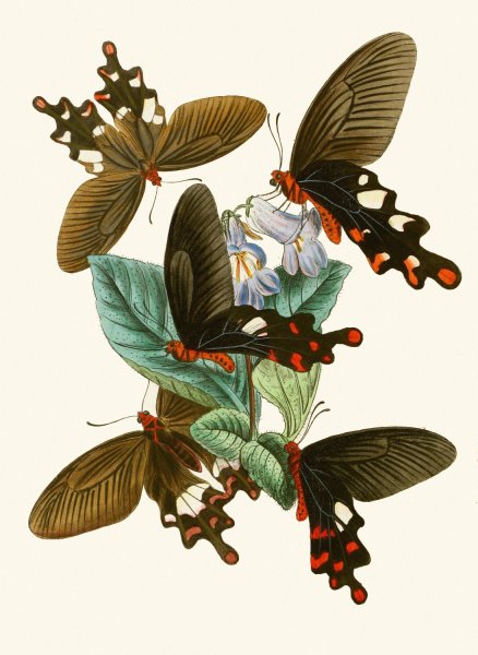 Main Product Photo of The cabinet of oriental entomology I  Painting by John Obadiah Westwood