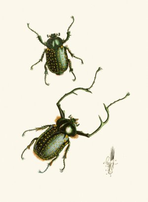 The cabinet of oriental entomology II by John Obadiah Westwood Oil Painting