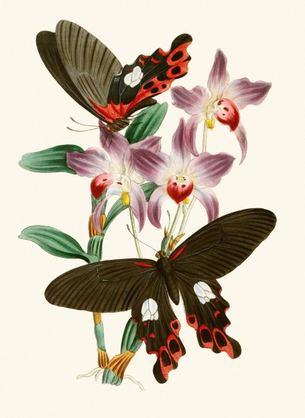 Main Product Photo of The cabinet of oriental entomology III  Painting by John Obadiah Westwood
