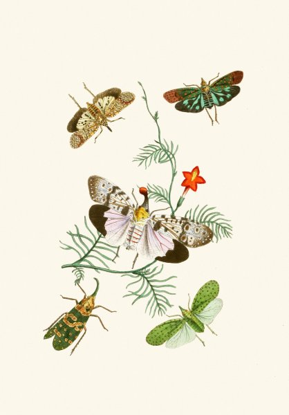 Main Product Photo of The cabinet of oriental entomology IV  Painting by John Obadiah Westwood