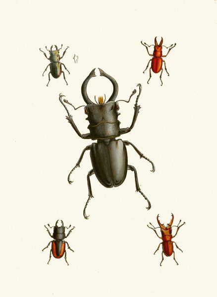 Main Product Photo of The cabinet of oriental entomology IX  Painting by John Obadiah Westwood