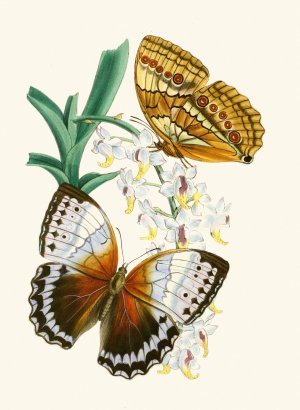 The cabinet of oriental entomology V by John Obadiah Westwood Oil Painting