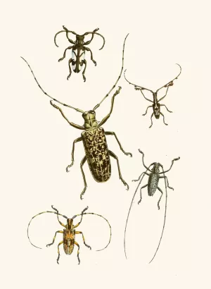 The cabinet of oriental entomology VI Oil painting by John Obadiah Westwood