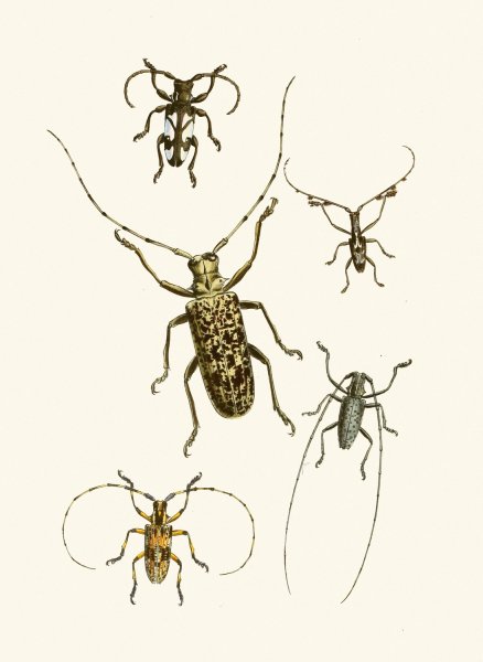 Main Product Photo of The cabinet of oriental entomology VI  Painting by John Obadiah Westwood
