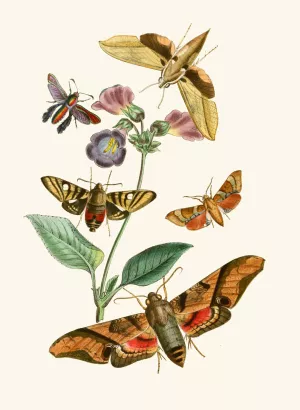 The cabinet of oriental entomology VII by John Obadiah Westwood Oil Painting