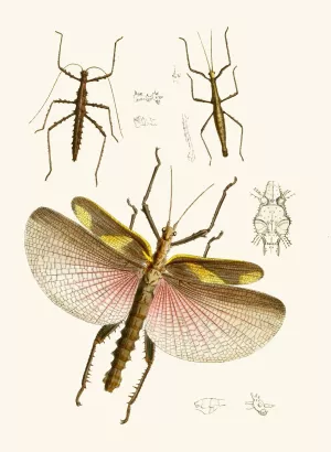 The cabinet of oriental entomology VIII by John Obadiah Westwood Oil Painting