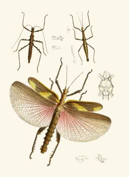 Main Product Photo of The cabinet of oriental entomology VIII  Painting by John Obadiah Westwood