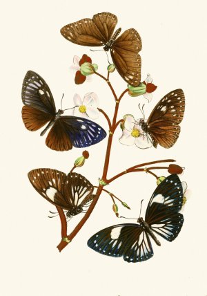 The cabinet of oriental entomology X by John Obadiah Westwood Oil Painting