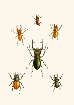 The cabinet of oriental entomology XI by John Obadiah Westwood Oil Painting