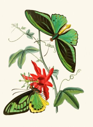 The cabinet of oriental entomology XII by John Obadiah Westwood Oil Painting