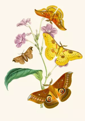 The cabinet of oriental entomology XIII by John Obadiah Westwood Oil Painting