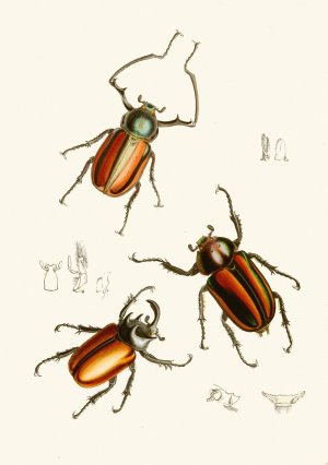 The cabinet of oriental entomology XIV by John Obadiah Westwood Oil Painting