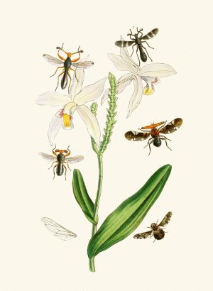The cabinet of oriental entomology XIX by John Obadiah Westwood Oil Painting
