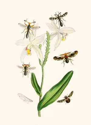 The cabinet of oriental entomology XIX by John Obadiah Westwood Oil Painting