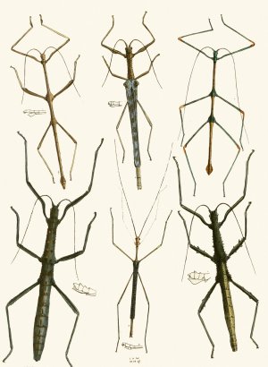 The cabinet of oriental entomology XL by John Obadiah Westwood Oil Painting