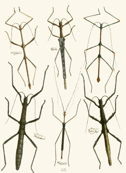 Main Product Photo of The cabinet of oriental entomology XL  Painting by John Obadiah Westwood