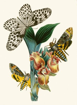 The cabinet of oriental entomology XLI by John Obadiah Westwood Oil Painting