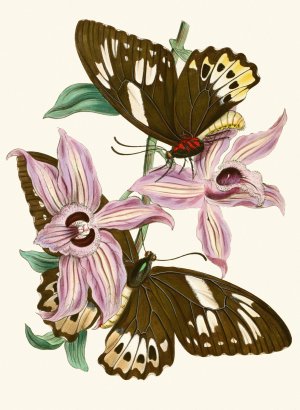 The cabinet of oriental entomology XV by John Obadiah Westwood Oil Painting