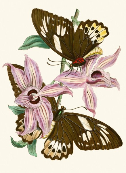 Main Product Photo of The cabinet of oriental entomology XV  Painting by John Obadiah Westwood