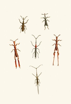 The cabinet of oriental entomology XVI by John Obadiah Westwood Oil Painting