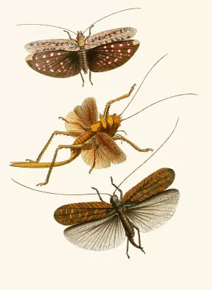 The cabinet of oriental entomology XVII Oil painting by John Obadiah Westwood