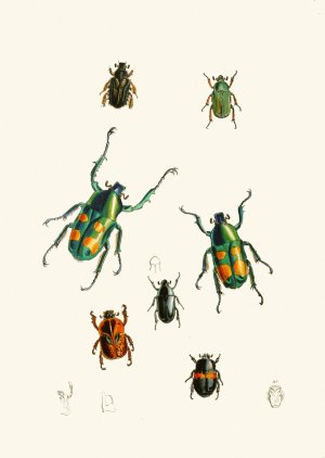 The cabinet of oriental entomology XVIII by John Obadiah Westwood Oil Painting