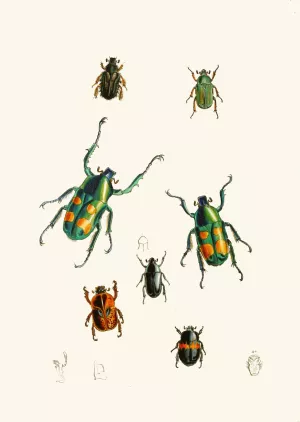 The cabinet of oriental entomology XVIII Oil painting by John Obadiah Westwood