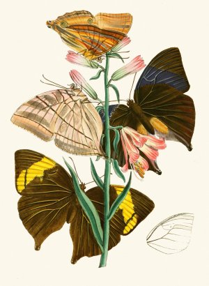The cabinet of oriental entomology XX by John Obadiah Westwood Oil Painting