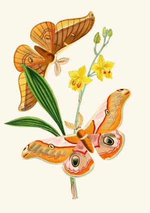 The cabinet of oriental entomology XXI by John Obadiah Westwood Oil Painting
