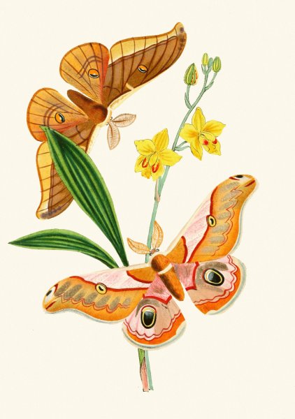 Main Product Photo of The cabinet of oriental entomology XXI  Painting by John Obadiah Westwood