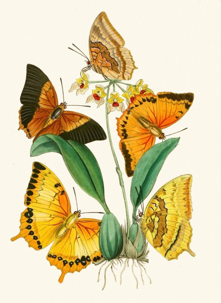 Main Product Photo of The cabinet of oriental entomology XXII  Painting by John Obadiah Westwood